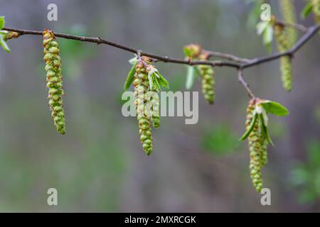 Blühender Hornbalken, Carpinus betulus. Blüten und junge Hornbalkenblätter auf dem Hintergrund von Stämmen und Zweigen. Stockfoto