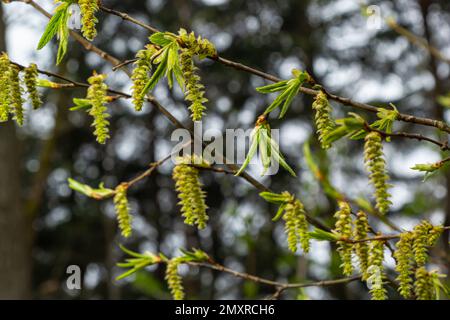 Blühender Hornbalken, Carpinus betulus. Blüten und junge Hornbalkenblätter auf dem Hintergrund von Stämmen und Zweigen. Stockfoto
