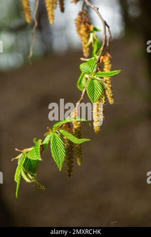 Blühender Hornbalken, Carpinus betulus. Blüten und junge Hornbalkenblätter auf dem Hintergrund von Stämmen und Zweigen. Stockfoto