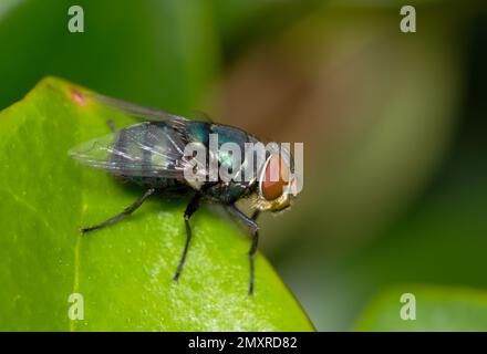 Die Blaukrötenfliege (Lucilia sericata) ruht auf einem Blatt. Gewöhnliche Luftfliegen, die weltweit zu finden sind, in der Regel in tropischen Klimazonen. Stockfoto