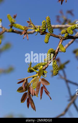 Walnussbaum in Blüte, männliche Blüten auf Ästen. Walnussbaum in Blüte, männliche Blüten auf Ästen. Sonniger Tag, blauer Himmel, Frühling. Stockfoto