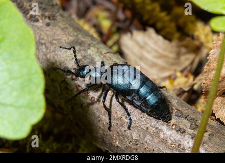 Der violette Ölkäfer Meloe violaceus ist eine Art Ölkäfer, die zur Familie Meloidae gehört. Diese Käfer sind in den meisten Teilen Europas, in EA, zu finden Stockfoto