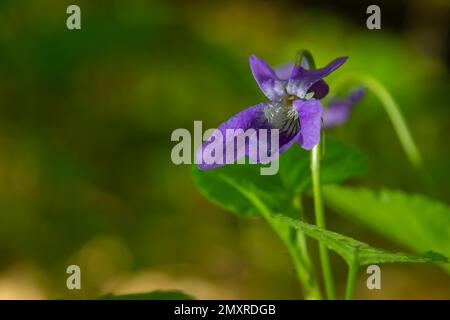 Viola odorata. Duftend. Violetter Blütenwald blüht im Frühling. Die erste Frühlingsblume, lila. Wilde Veilchen in der Natur. Stockfoto