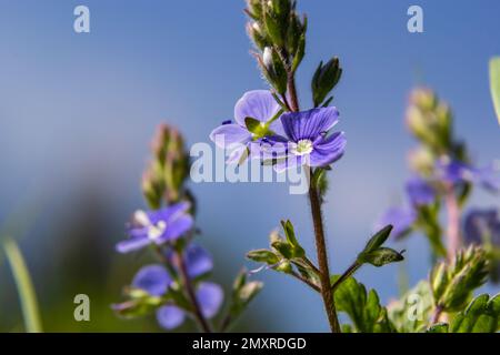 Veronica Chamaedrys blaue Blüten und Knospen in der Sonne vor einem Hintergrund mit grünen Blättern. Stockfoto