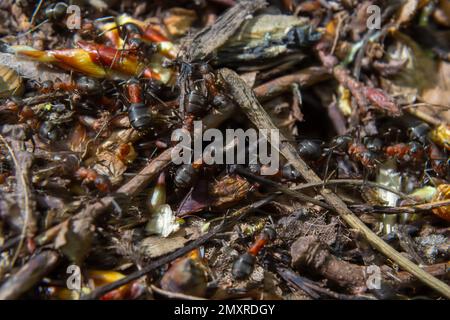 Formica rufa, auch bekannt als die rote Holzameise im Frühling. Stockfoto