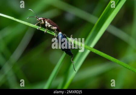 Großer goldgrüner Käfer Spanische Fliege, cantharis lytta vesicatoria. Die Quelle des terpenoiden Cantharidins, eines toxischen Blasenbildners, der einst als AP verwendet wurde Stockfoto