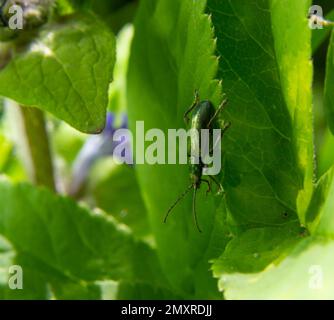 Großer goldgrüner Käfer Spanische Fliege, cantharis lytta vesicatoria. Die Quelle des terpenoiden Cantharidins, eines toxischen Blasenbildners, der einst als AP verwendet wurde Stockfoto