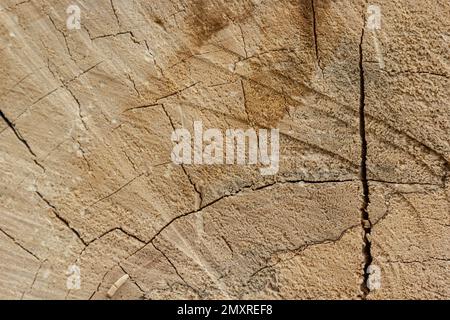 Woodiness Growth Ring, Nahaufnahme des Fotos. Holzbohlen Hintergrund. Rindenholz. Stockfoto