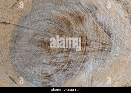 Woodiness Growth Ring, Nahaufnahme des Fotos. Holzbohlen Hintergrund. Rindenholz. Stockfoto