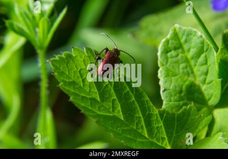 Großer goldgrüner Käfer Spanische Fliege, cantharis lytta vesicatoria. Die Quelle des terpenoiden Cantharidins, eines toxischen Blasenbildners, der einst als AP verwendet wurde Stockfoto