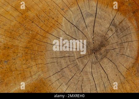 Woodiness Growth Ring, Nahaufnahme des Fotos. Holzbohlen Hintergrund. Rindenholz. Stockfoto