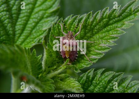 Nahaufnahme des Schlehen-Käfers oder Hairy Shieldbug, Dolycoris Baccarum, im Garten auf einem grünen Blatt. Stockfoto