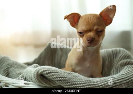 Niedliches Chihuahua Hündchen im Korb drinnen, Platz für Text. Baby-Tier Stockfoto