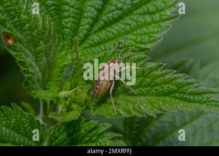 Nahaufnahme des Schlehen-Käfers oder Hairy Shieldbug, Dolycoris Baccarum, im Garten auf einem grünen Blatt. Stockfoto