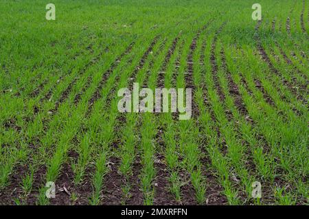 Reihen grüner junger Triebe, das Konzept der Landwirtschaft, Weizen- oder Roggenfelder. Stockfoto