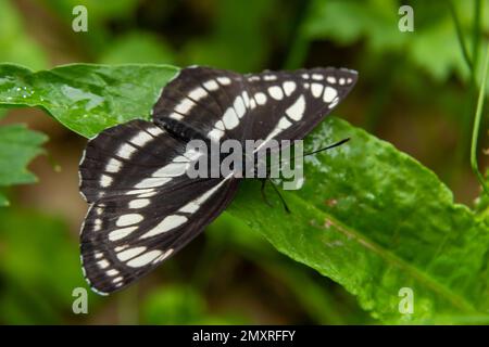 Pallas Sailer oder Gleiter-Schmetterling, Neptis sappho, bewacht sein Gebiet. Stockfoto