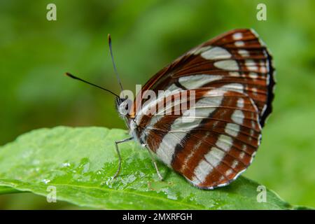 Ein Tag Schmetterling von der Familie Nymphalidae, Neptis sappho. Der Schmetterling ist sehr vertrauensvoll, hat keine Angst vor einem Menschen, sitzt auf seinen Händen, auf seinem Gesicht. Stockfoto