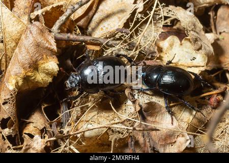 Waldkäfer, Anoplotrupes stercorosus, eine Art Dungkäfer und die Unterfamilie Geotrupinae. Stockfoto