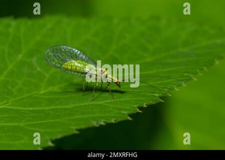 Green Lacewing, Chrysopa perla, Blattläuse jagen. Es ist ein Insekt in der Familie der Chrysopidae. Die Larven sind aktive Raubtiere und ernähren sich von Blattläusen und Stockfoto