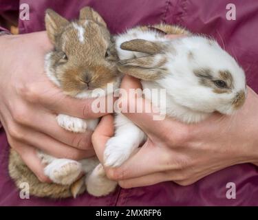 Weibliche Hände halten zwei kleine Kaninchen Stockfoto