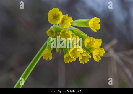 Primula veris, Cowslip, gewöhnlicher Cowslip, Cowslip Primrose, syn. Primula officinalis Hill ist eine mehrjährige krautige Blütenpflanze in der Primrose-Familie