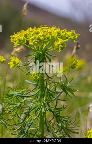 Frühlings-Euphorie Zyparisien, Zypressen-Spurfblüten schließen selektiven Fokus. Stockfoto