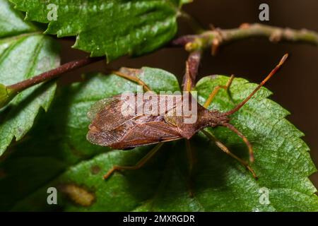 Kürbiskäfer Coreus marginatus. Dock Bug Coreus marginatus auf einem grünen Grasblatt. Stockfoto