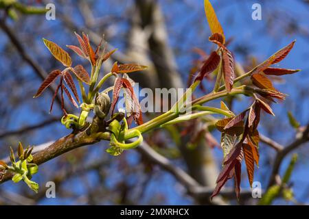 Walnussbaum in Blüte, männliche Blüten auf Ästen. Walnussbaum in Blüte, männliche Blüten auf Ästen. Sonniger Tag, blauer Himmel, Frühling. Stockfoto