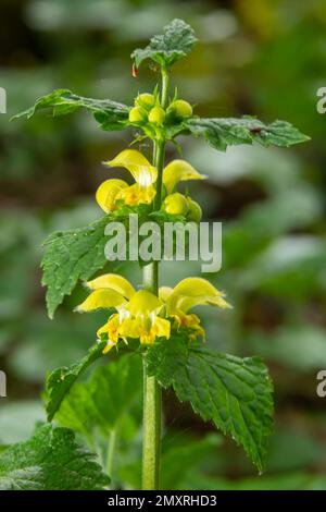 Lamiastrum galeobdolon anderer Name Galeobdolon luteum, ganzjährig gelbes blühendes Kraut .Blüten des gelben Erzengels im Frühling, grüner Hintergrund. Stockfoto