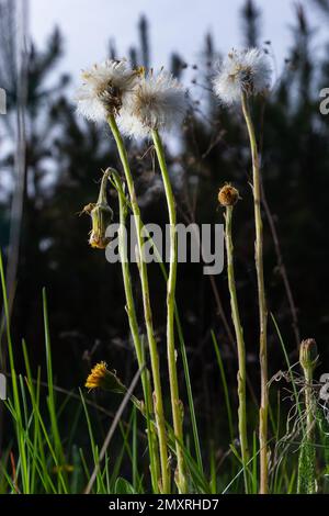 Löwenzahn Mutter und Stiefmutter, Kaltfuß, Tussilago Farfara, Blumen im Frühlingswald. Stockfoto