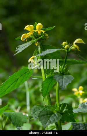 Lamiastrum galeobdolon anderer Name Galeobdolon luteum, ganzjährig gelbes blühendes Kraut .Blüten des gelben Erzengels im Frühling, grüner Hintergrund. Stockfoto