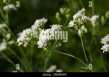 Makrofoto einer Blume einer wachsartigen Betstrohpflanze, Galium glaucum. Stockfoto