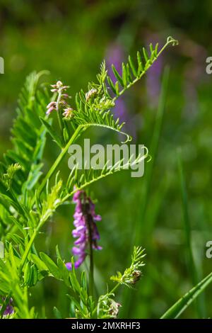 Zerbrechliche lila Blüten im Hintergrund. Wollwoll- oder Futterwuchs, Vicia Villos, blühen im Frühlingsgarten. Stockfoto