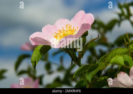 Hunderose Rosa canina hellrosa Blüten in Blüte auf Zweigen, wunderschöne wilde Blütenstrauße, grüne Blätter. Stockfoto