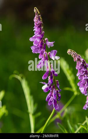 Zerbrechliche lila Blüten im Hintergrund. Wollwoll- oder Futterwuchs, Vicia Villos, blühen im Frühlingsgarten. Stockfoto