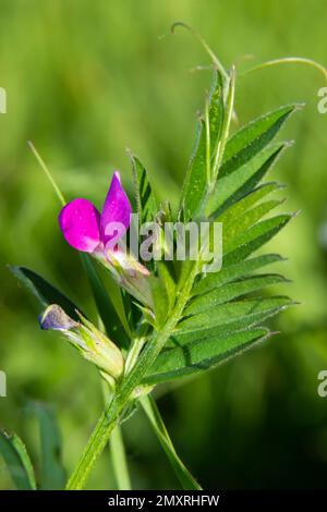 Vicia lathyreoides, auch bekannt als Vicia lathyreoides. In der natürlichen Umgebung. Stockfoto