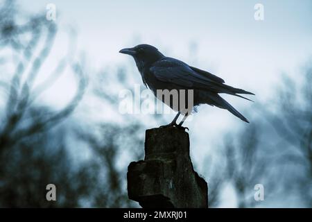 Gotischer Rabe auf einem Grab im Winter Stockfoto