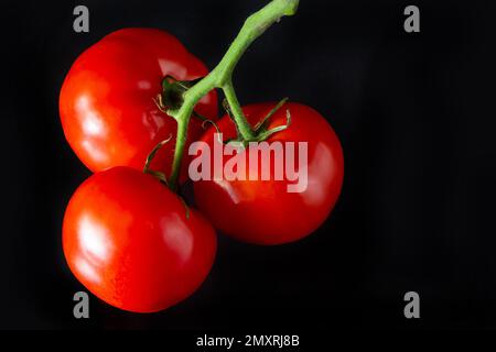 Rote reife Tomaten mit leuchtenden Wassertropfen. Frische appetitanregende natürliche Antioxidantien in leckeren Tomaten. Ein Haufen Tomaten, isoliert auf schwarzem Rücken Stockfoto