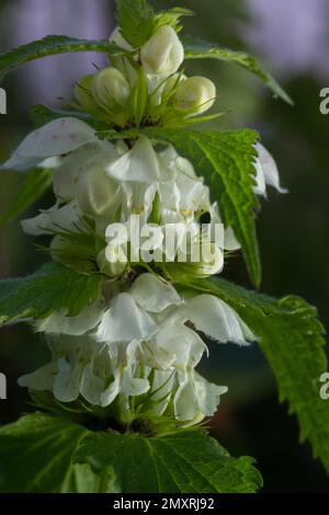 Die blühende tote Nessel am sonnigen Tag, eine Nahaufnahme. Lamium-Album. Lamiaceae-Familie. Stockfoto