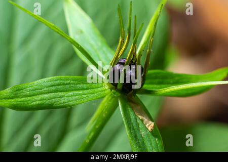 Das giftige Pflanzenkraut Paris Quadrifolia blüht im Frühling im Freien. Stockfoto