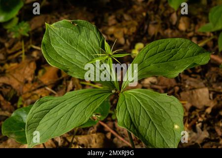 Das giftige Pflanzenkraut Paris Quadrifolia blüht im Frühling im Freien. Stockfoto