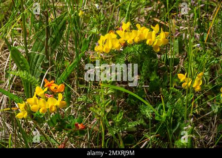 Gelbe Blüten von Vogelfuß-Trifluil, auch als Vogelfuß-Deervetch im Gras bezeichnet, Lotus corniculatus. Stockfoto