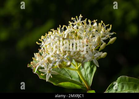 Cornus sanguinea - rote Hundeholzpflanze in Blüten und Blättern. Cornus drummondii, mit winzigen weißen Blumen. Blühender Strauch von Cornus controversa in Ssp Stockfoto