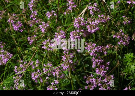 Das Makrofoto von Thymus serpyllum, Breckland Thyme. Breckland wilder Thymian, schleichender Thymian oder Elfthymianblüte. Naturmedizin. Cu Stockfoto