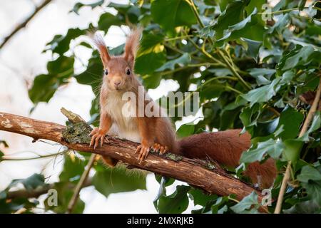 Rotes Eichhörnchen - Sciurus vulgaris - auf einem Baum Stockfoto