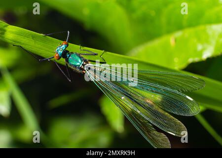 Banded demoiselle, Calopteryx splendens, sitzt auf einem Grashalm. Wunderschöne blaue demoiselle in ihrem Lebensraum. Insektenporträt mit hellgrünem Backgr Stockfoto