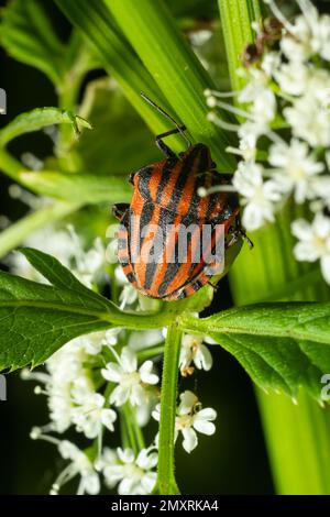 European Minstrel Bug oder Italian Striped Shield Insekt, Graphosoma lineatum, klettert auf einen Grashalm. Stockfoto