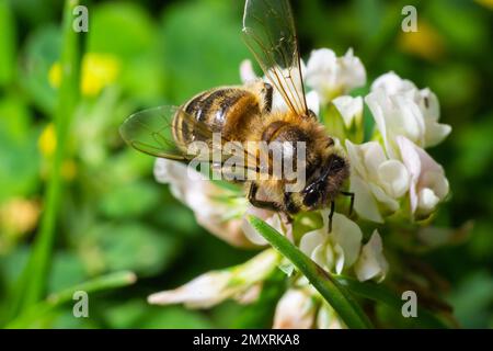 Biene oder Honigbiene auf Weißkleeblumen, Honigbiene in latin apis Mellifera, Frühlingsblick. Stockfoto