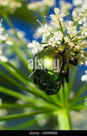 Makroaufnahme eines wunderschönen, metallischen, glänzenden Grün- und Kupferkäfers, Protaetia cuprea, auf weißer Blume in hellem Sonnenlicht. Stockfoto