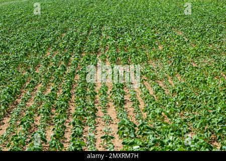 Das Feld des Sprossen-Buchweizens im Hintergrund des Himmels. Buchweizen, Fagopyrum esculentum, japanischer und Silberhüllenbuckweizen auf dem Feld. Nahaufnahme Nursing Bu Stockfoto